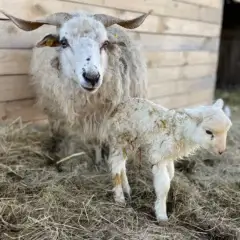 Ovce a jehňátko